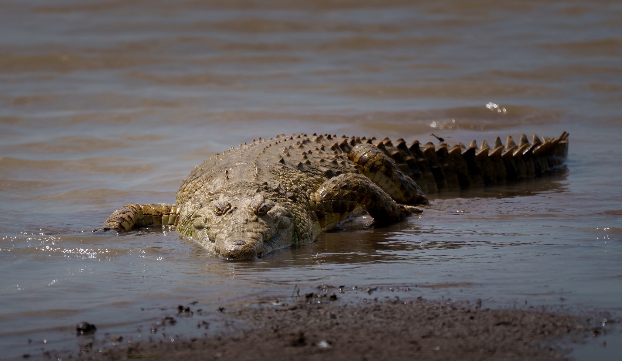 Nile crocodile resting on seashore
